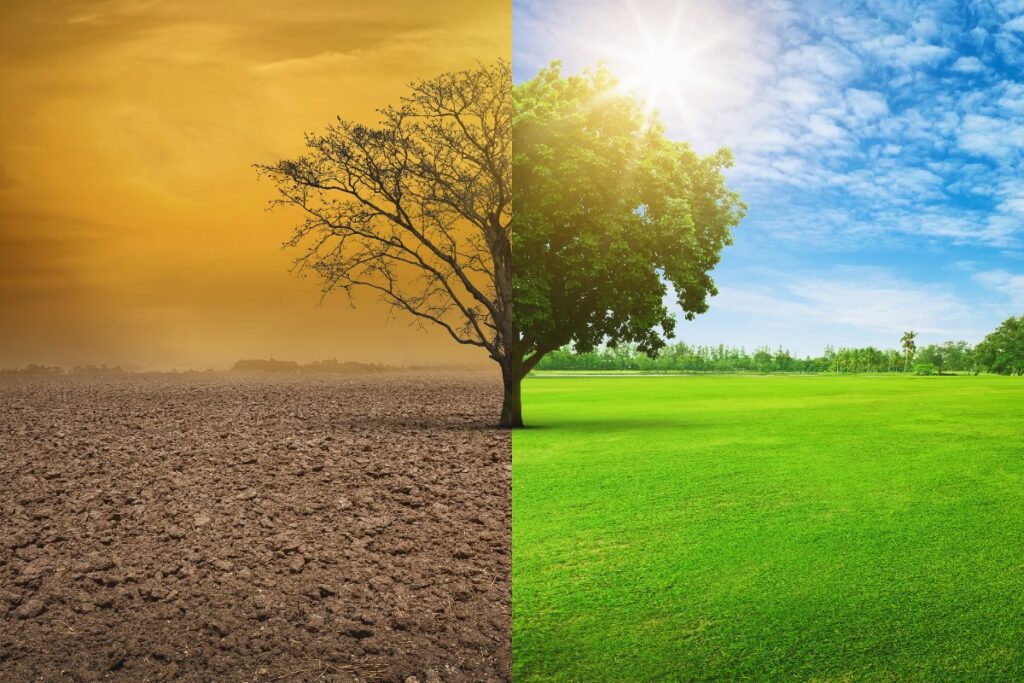 Fotomontage eines Baums im Wandel der Jahreszeiten