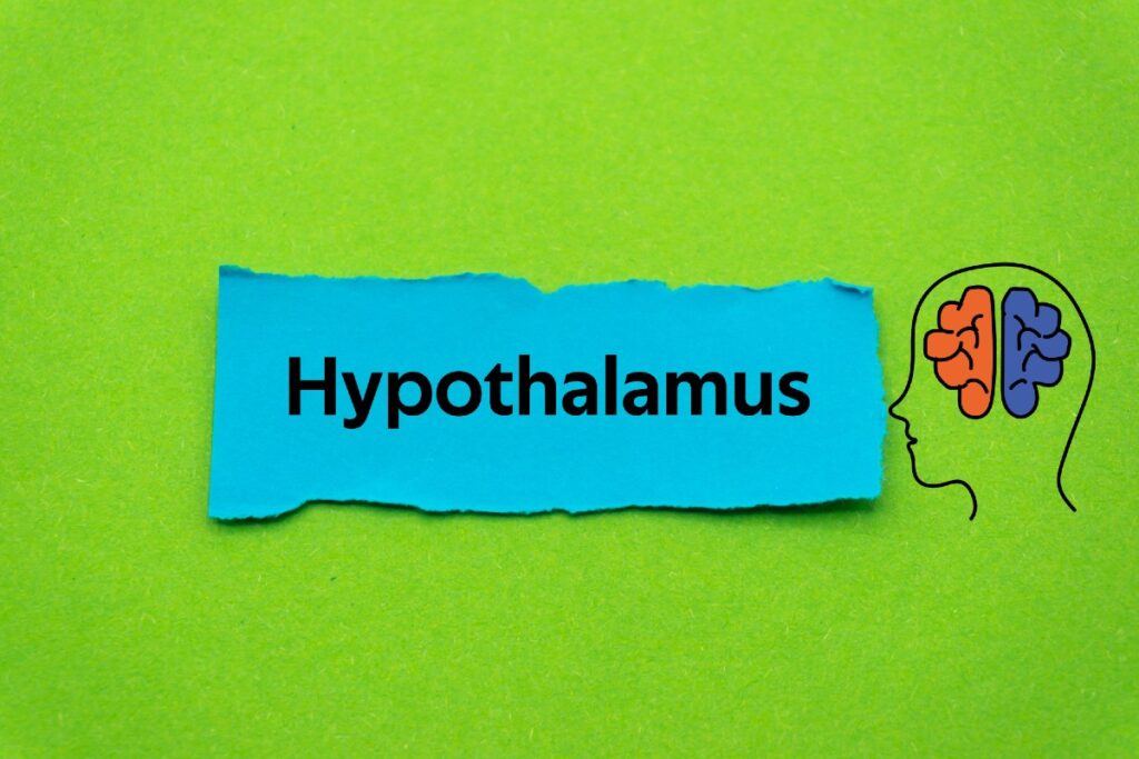 Grafik mit dem Wort "Hypothalamus"