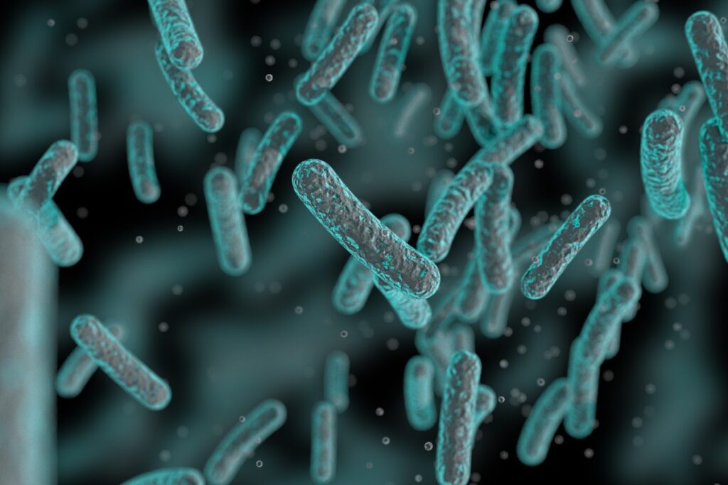 3D Bild von Bakterien