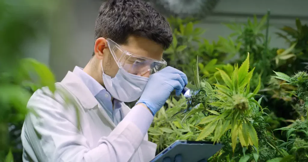 Forscher Cannabis Pflanze