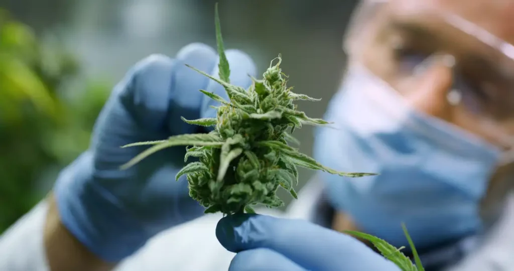 Arzt Mit Cannabis
