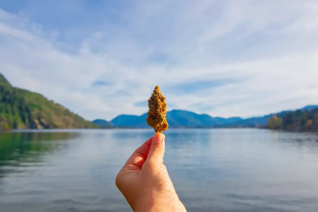 Hand Cannabis Blüte