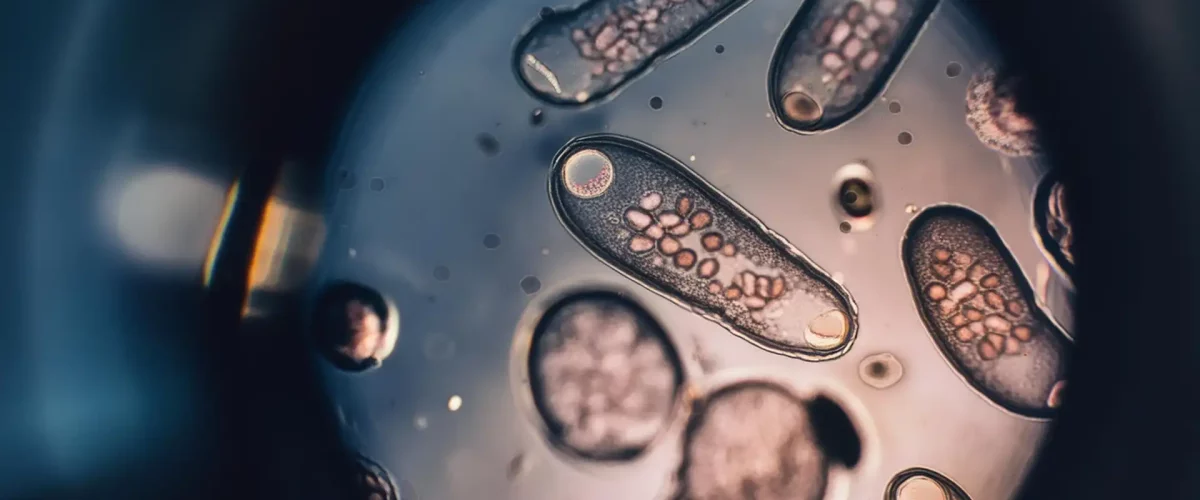Parasiten Unter Mikroskop