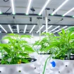 Cannabs Pflanzen Labor