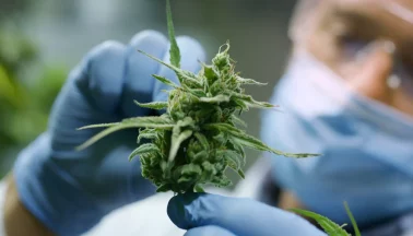 Wissenschaftler hält Cannabis