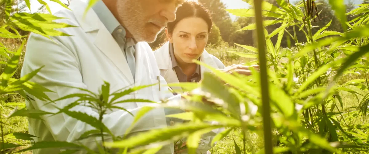 Wissenschaftler Cannabis Feld