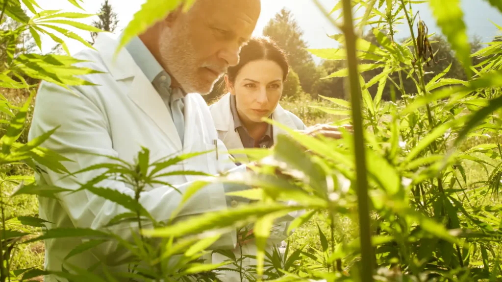 Wissenschaftler Cannabis Feld