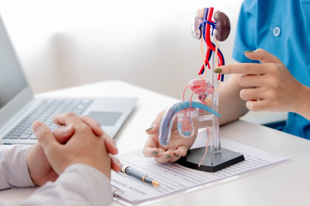 Ärztin erklärt Patient Prozedur anhand eines 3D-Modells