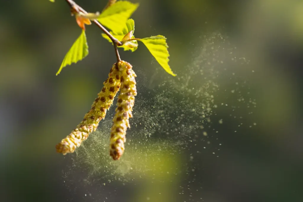 Birkenpollen fliegen durch die Luft