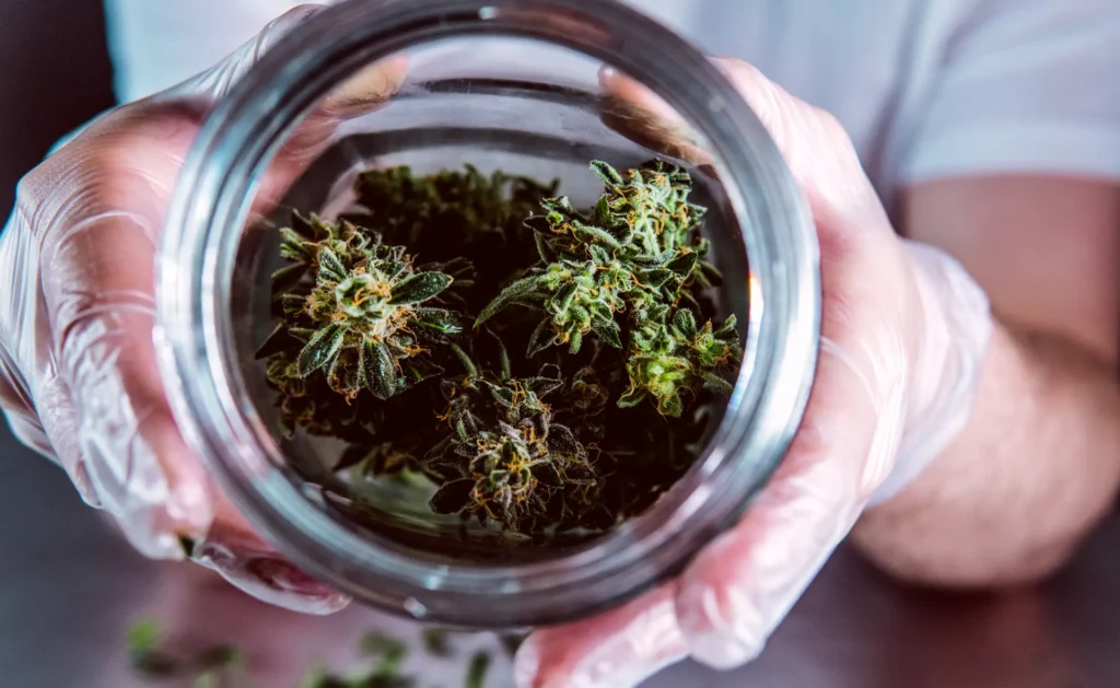 Person hält Glas mit Cannabisblüten in die Kamera