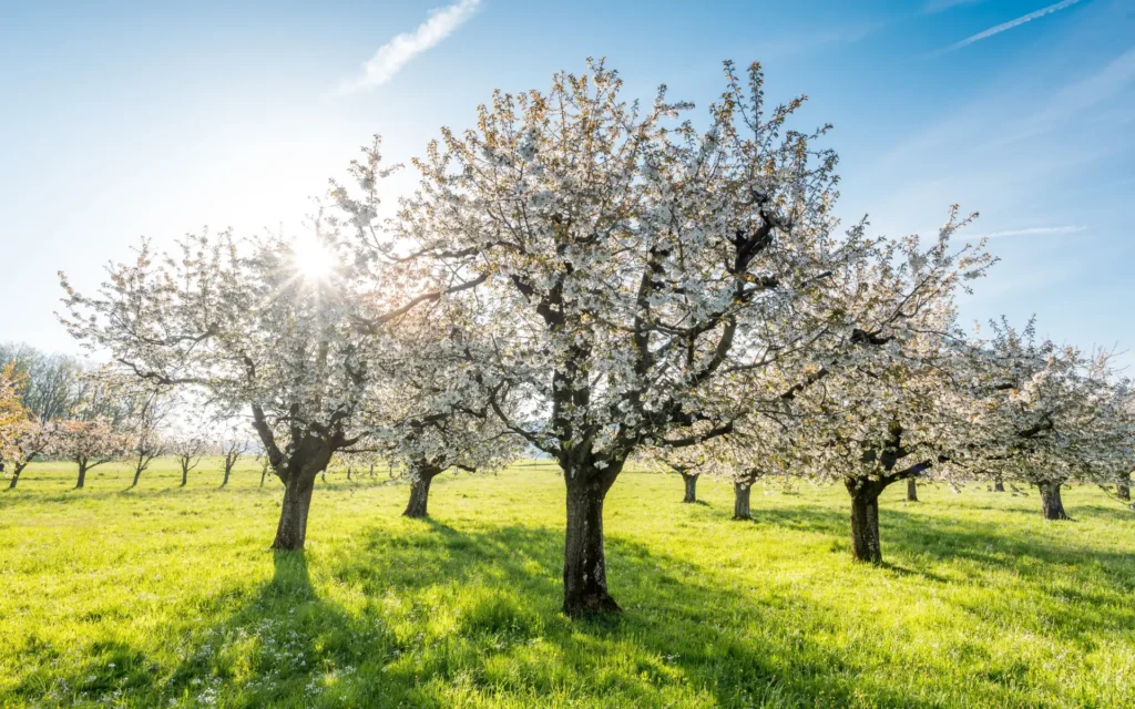 Blühende Bäume im Frühling