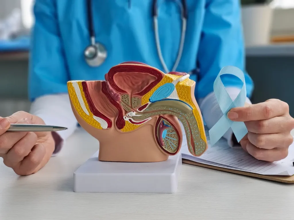 Ein physisches 3D Modell des männlichen Unterleibs im Querschnitt