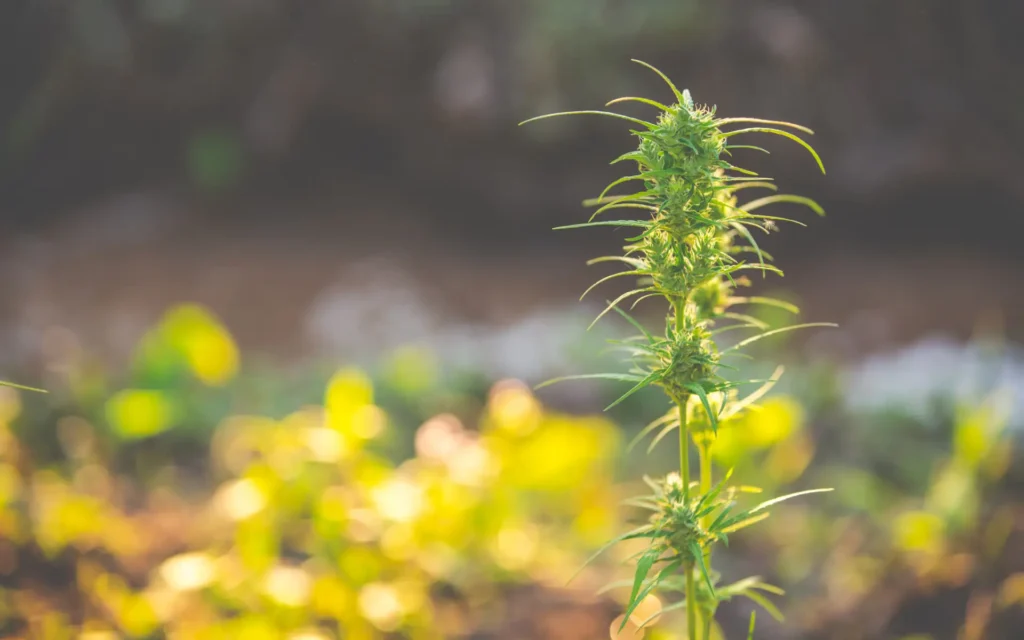 Einzelne Cannabispflanze in der Sommerhitze