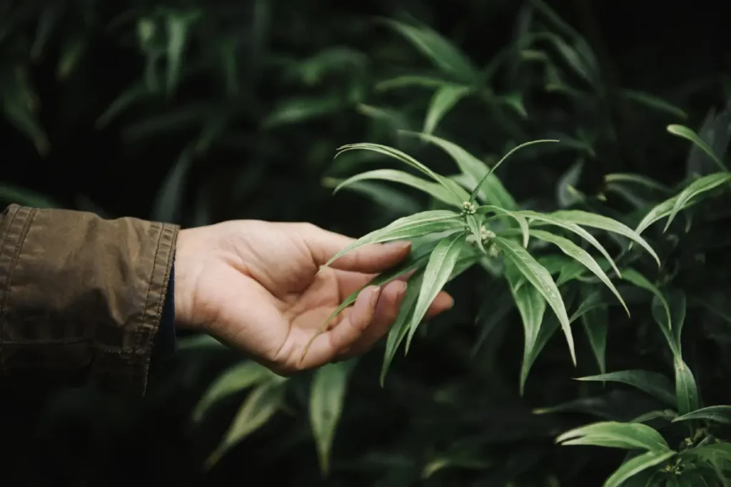 Hand an einer Cannabispflanze