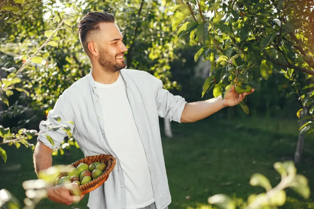 Mann erntet Obst vom Baum