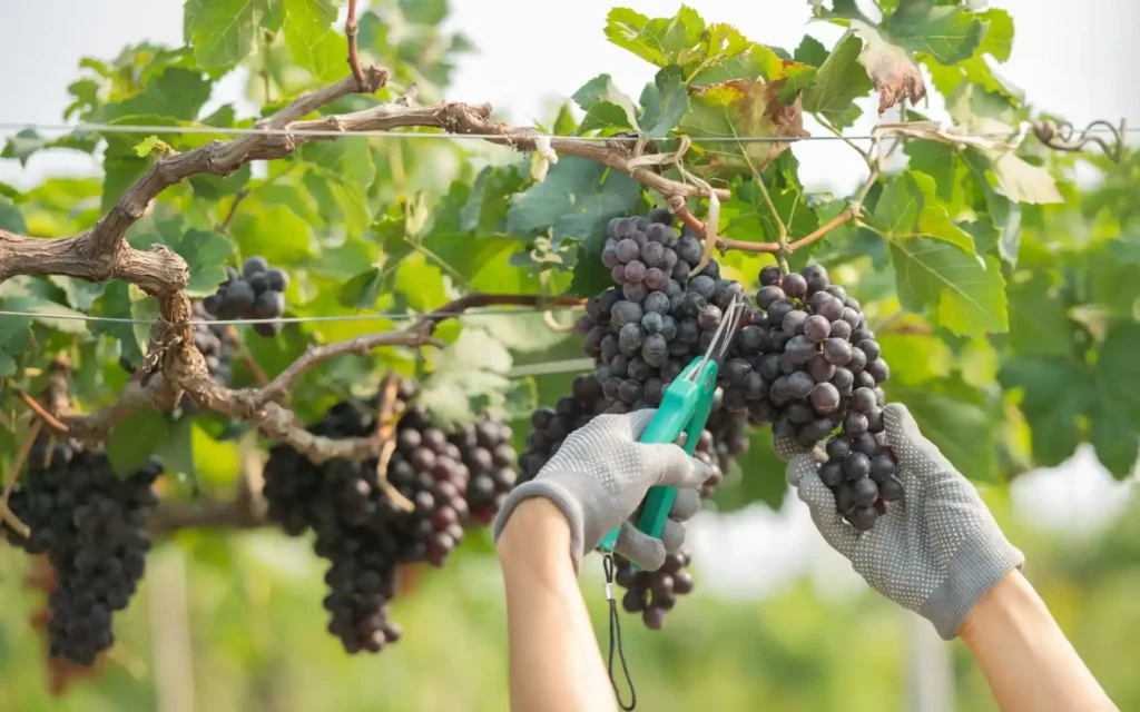 zwei Hände schneiden bei der Weinlese Trauben vom Rebstock