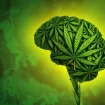 Grafik Cannabis Gehirn