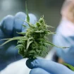 Wissenschaftler Cannabis Blüte