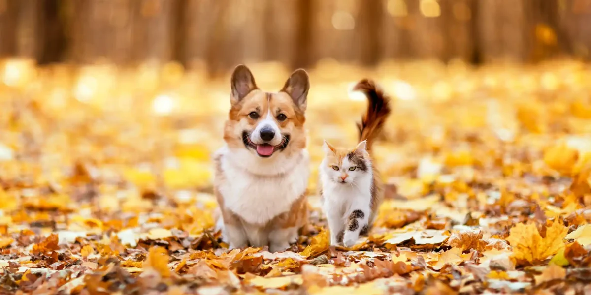 Hund Katze Herbstwald
