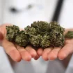 Doktor Cannabis Medizin