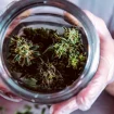 Person hält Glas mit Cannabisblüten in die Kamera