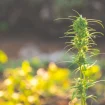 Einzelne Cannabispflanze in der Sommerhitze