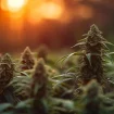 KI generiertes Bild von Cannabisblüten