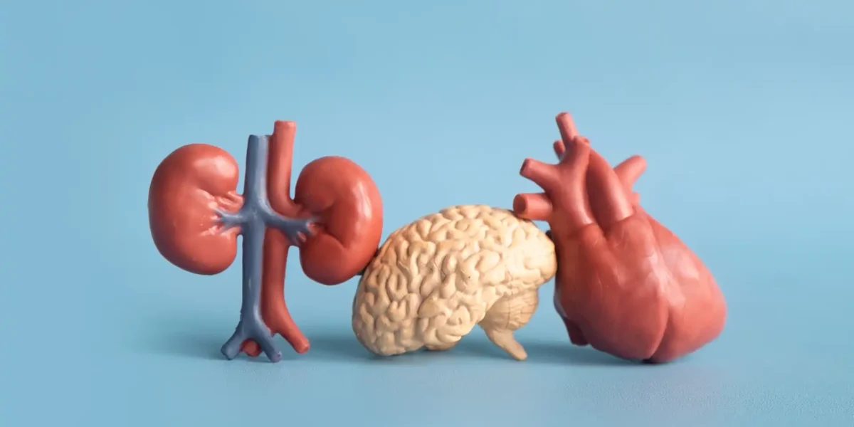 Nieren Gehirn und Herz