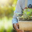 Mann trägt Kiste mit Cannabis Schösslingen