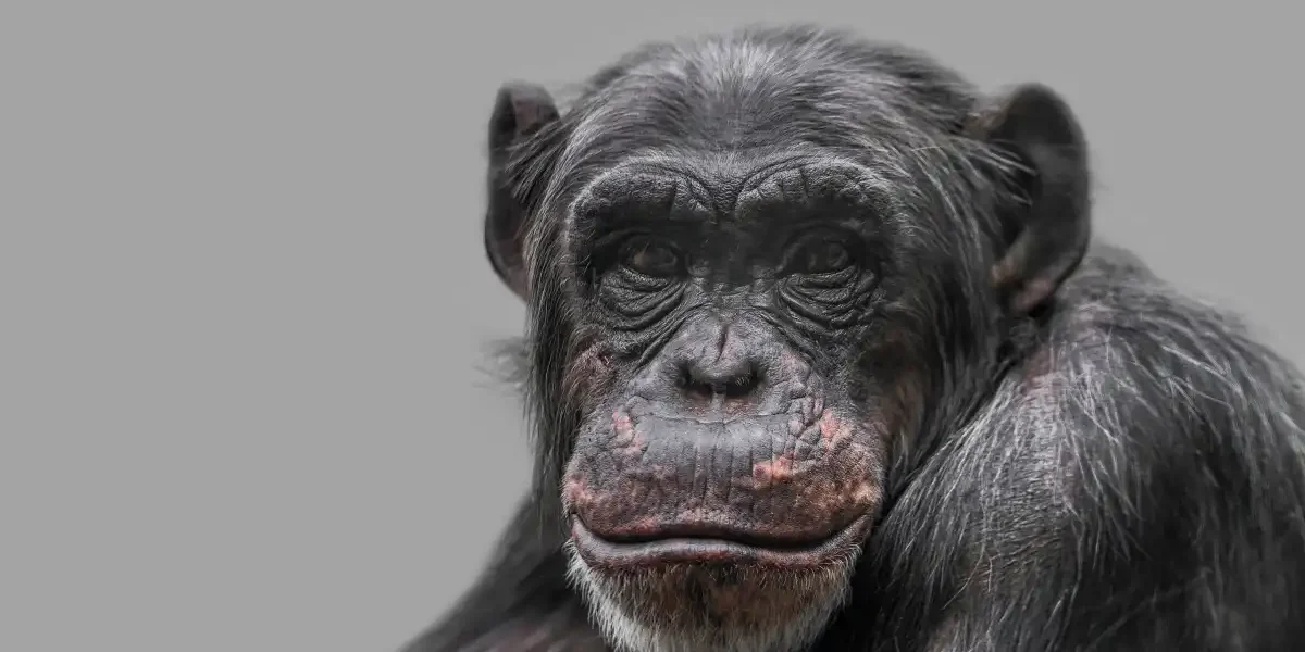 Schimpanse Blick Kamera