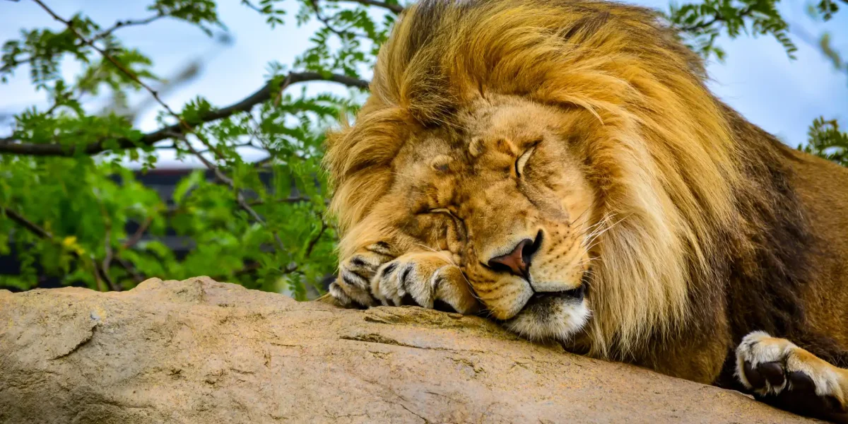 Löwe Schläft Felsen