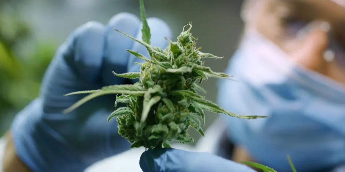 Wissenschaftler hält Cannabis