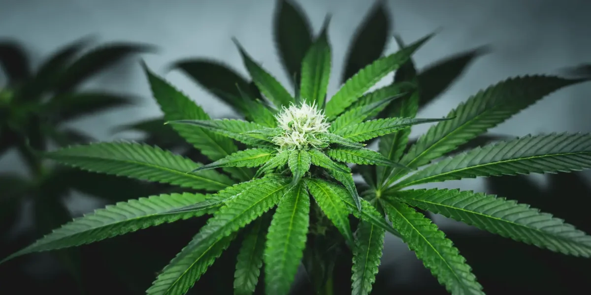 Cannabis Hanf Pflanze