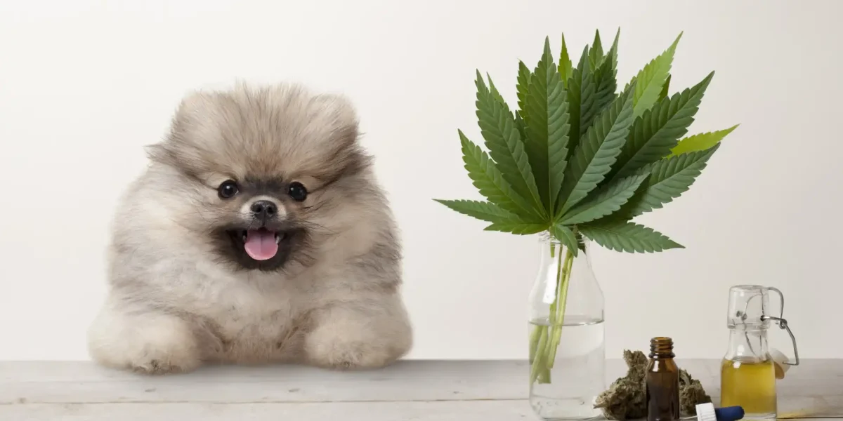 Kleiner Hund Cannabis