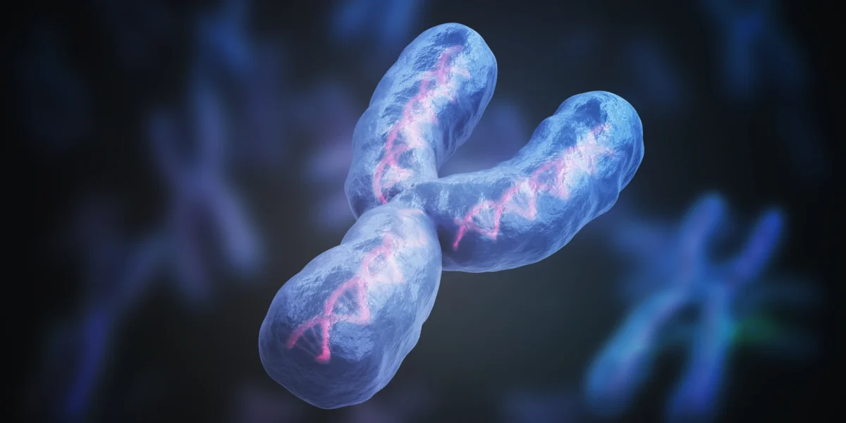 Grafische Darstellung eines Y-Chromosoms