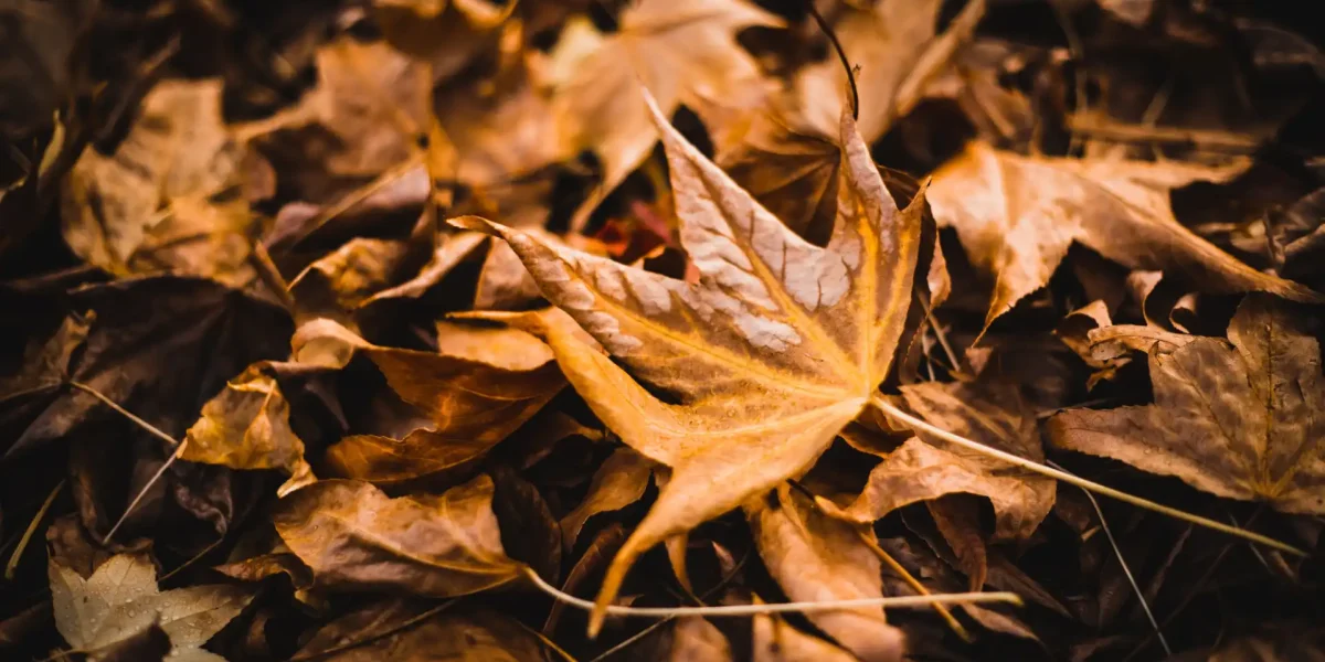 Herbstlaub auf dem Waldboden