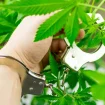 Cannabis Handschellen Legal