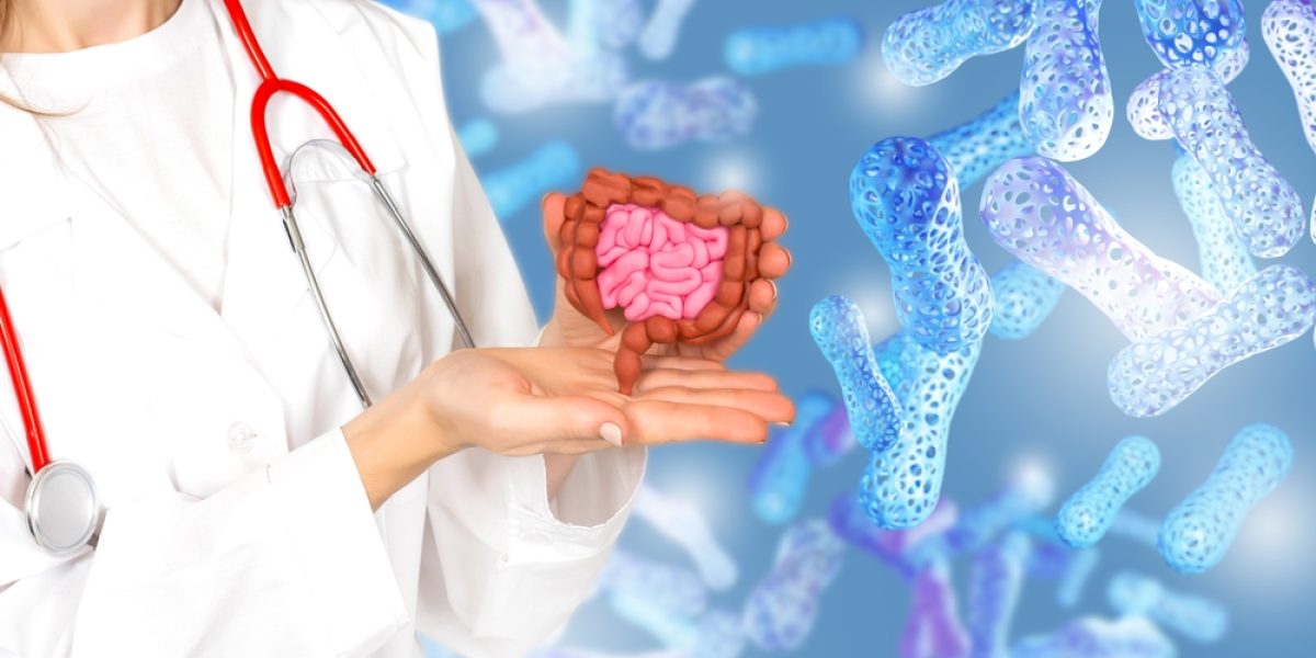 Un médecin tenant un modèle anatomique du système intestinal humain, illustrant l'importance du microbiote pour la digestion.